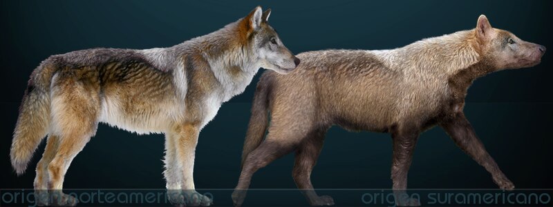 Two reconstructions of the dire wolf